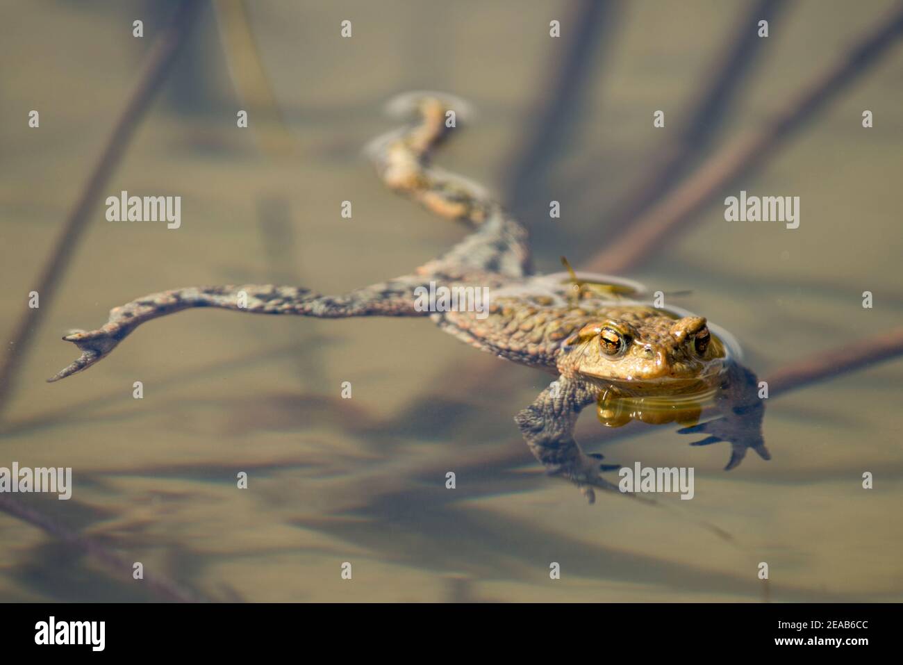 Common toad in the pond Stock Photo