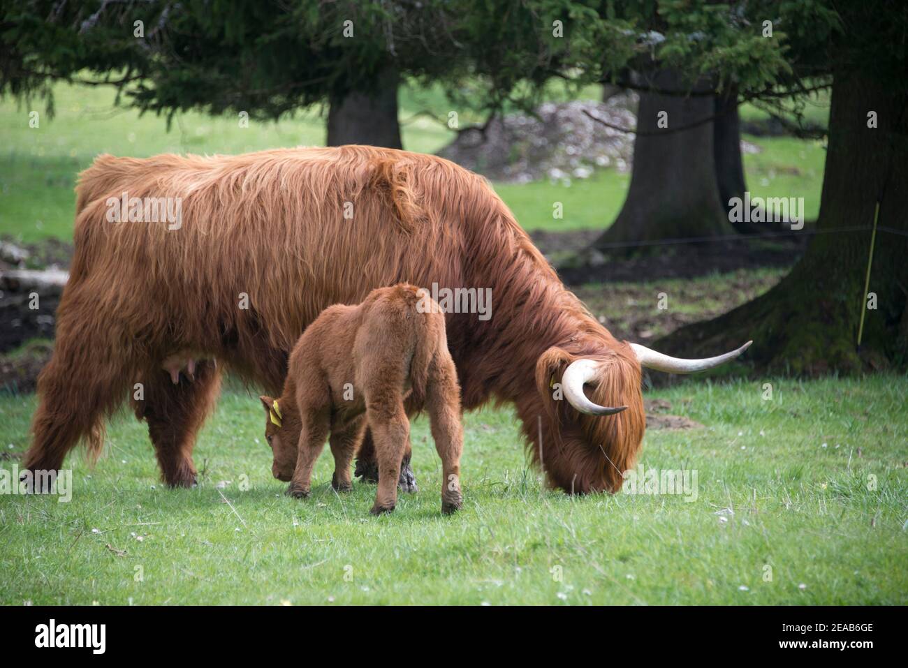 Scottish highland cattle in Jura, Switzerland Stock Photo - Alamy