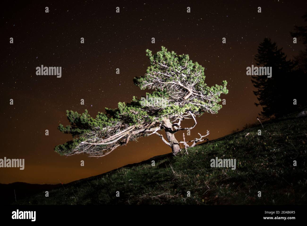 Illuminated tree hi-res stock photography and images - Alamy
