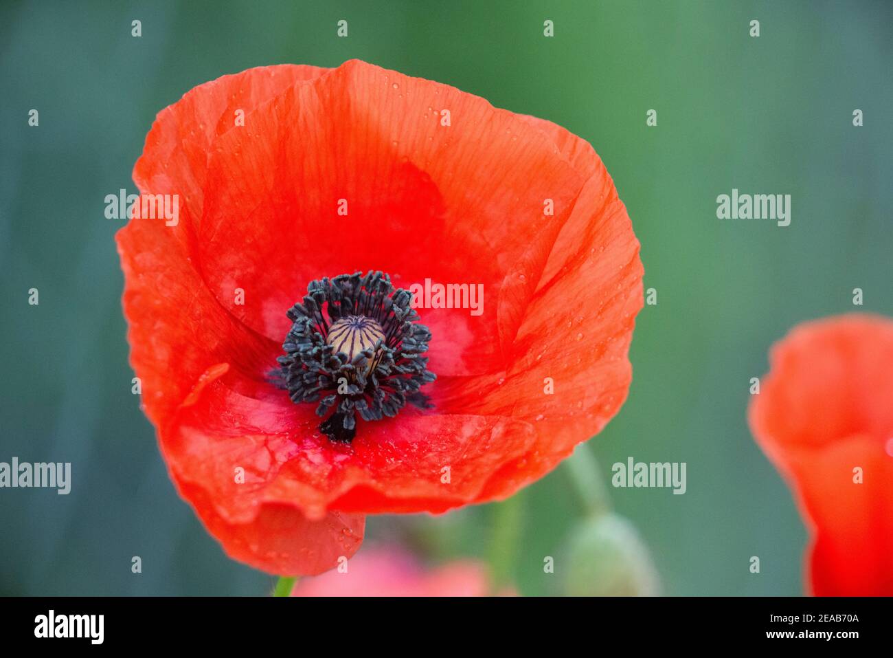 Swiss poppy field hi-res stock photography and images - Alamy