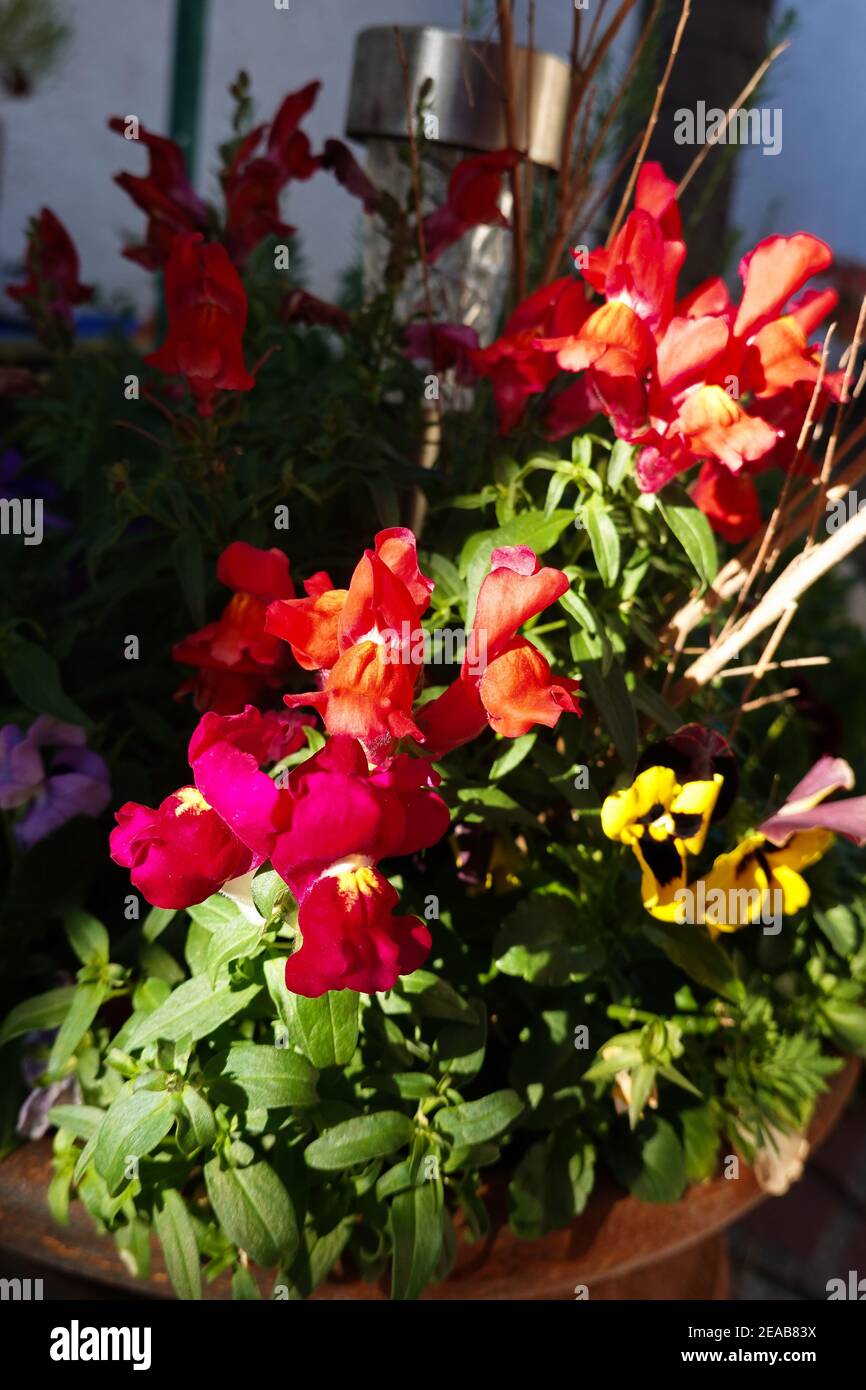 snapdragons antirrhinum majus potted in a home garden Stock Photo