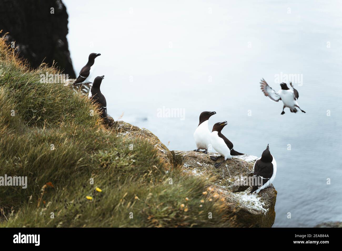 Iceland, Vesturland, Látrabjarg, Alca torda, Bird, Cliff Stock Photo