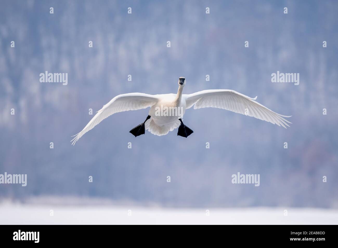 Trumpeter swan landing on pond, Winter, Wisconsin, USA, by Dominique Braud/Dembinsky Photo Assoc Stock Photo