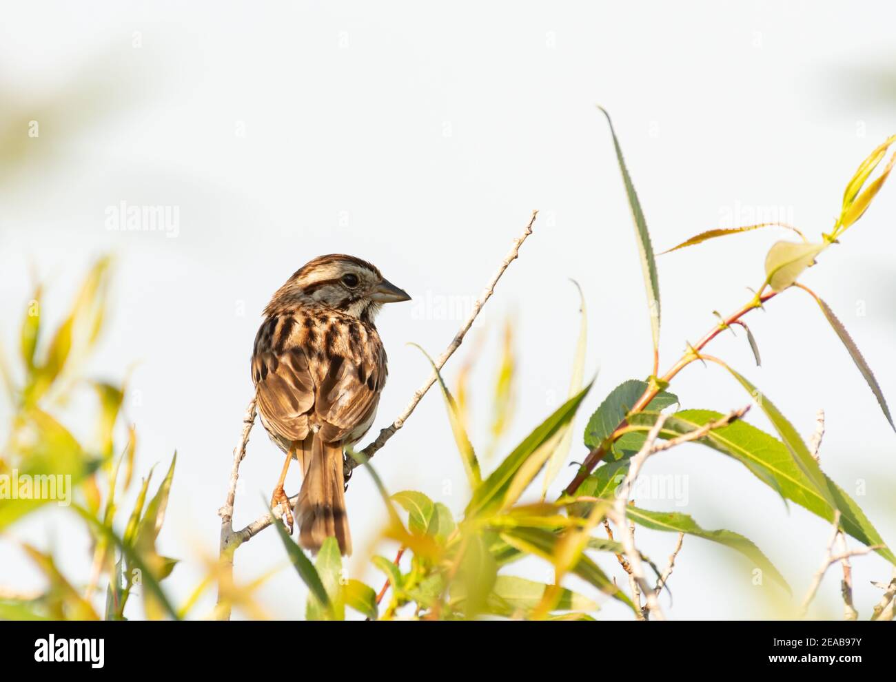 A Song Sparrow Melospiza Melodia A Species Of New World Sparrow Perched In Willows In A Wetland Area In Central Alberta Canada Stock Photo Alamy