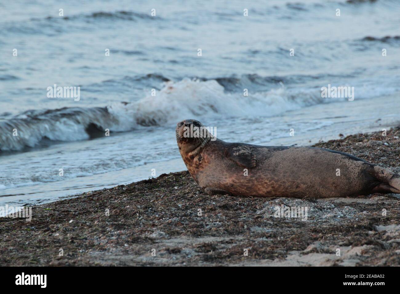 Gray seal Stock Photo