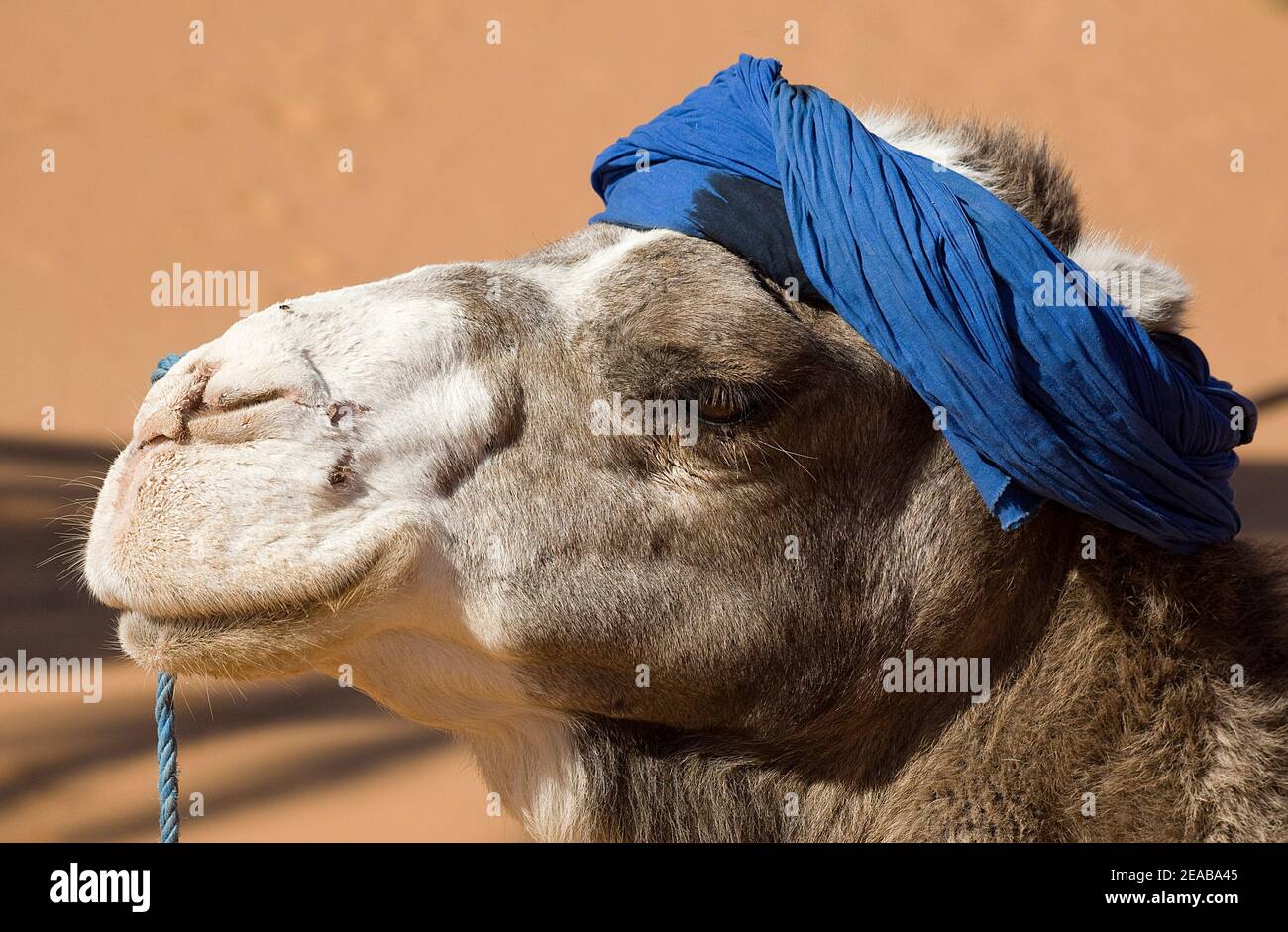 Camel Trekking in Morocco Stock Photo - Alamy