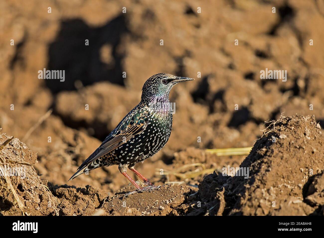 European Starling (Sturnus vulgaris) foraging in farmland, Brandenburg, Germany Stock Photo