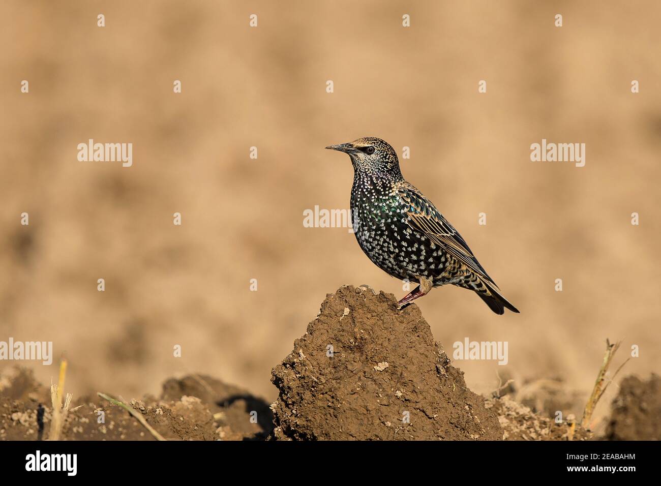 European Starling (Sturnus vulgaris) foraging in farmland, Brandenburg, Germany Stock Photo