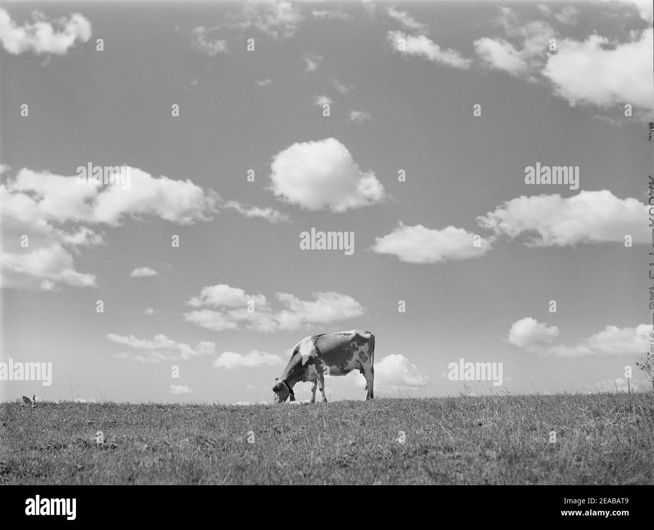 1940s Cattle High Resolution Stock Photography and Images - Alamy