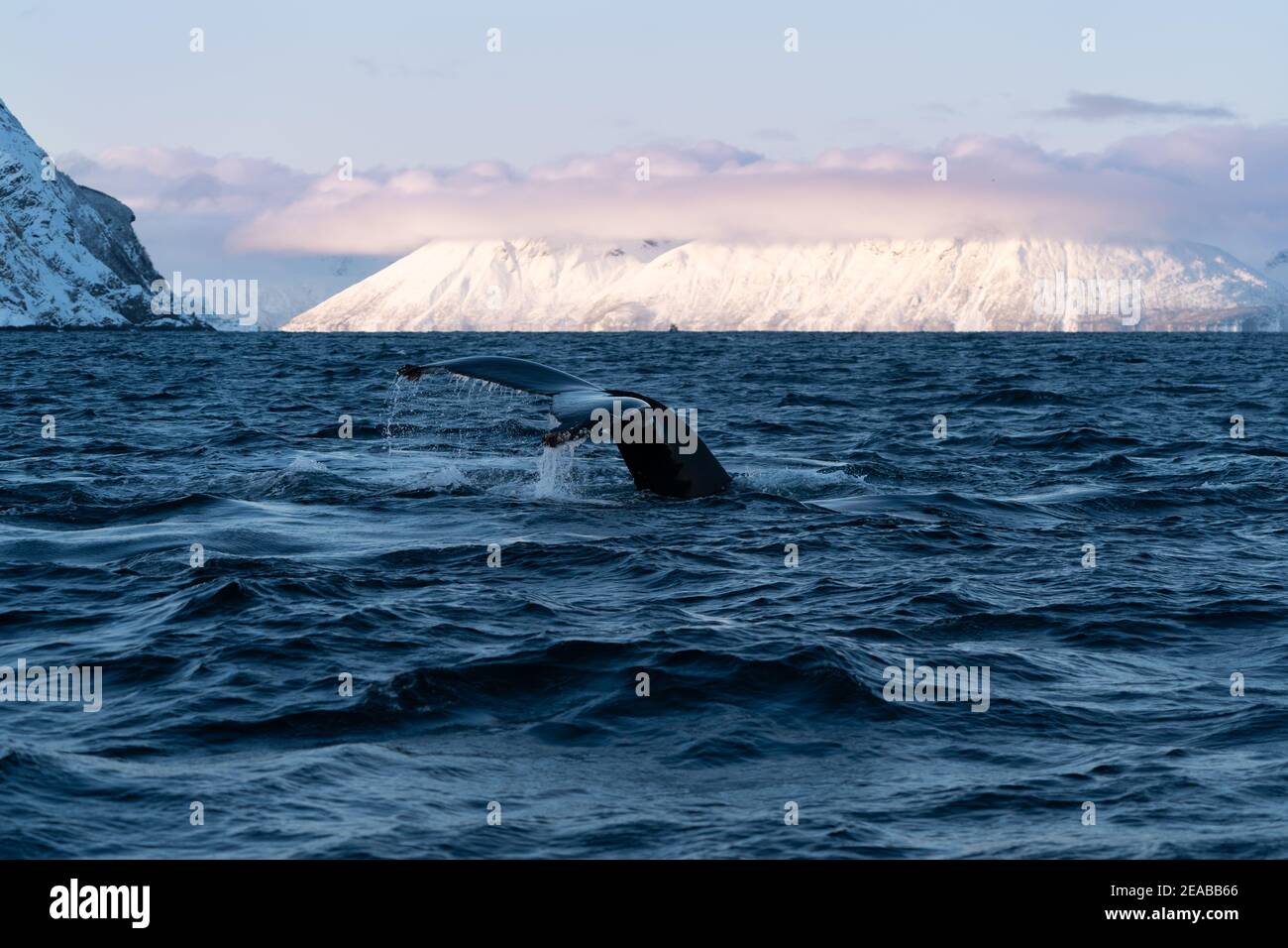 Norway, Nord-Norge, Skjervoy, Winter, Sea, Sky, Sunset, Clouds, Humpback, Megaptera novaeangliae, Tour, Fin, Mountain, Fjord Stock Photo