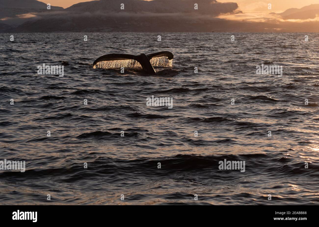 Norway, Nord-Norge, Skjervoy, Winter, Sea, Sky, Sunset, Clouds, Humpback, Megaptera novaeangliae, Tour, Fin Stock Photo