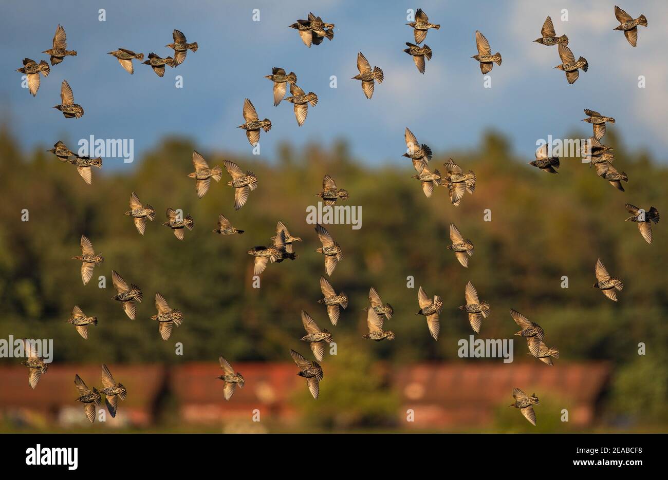 European Starling (Sturnus vulgaris), flock flying and landing, Brandenburg, Germany Stock Photo