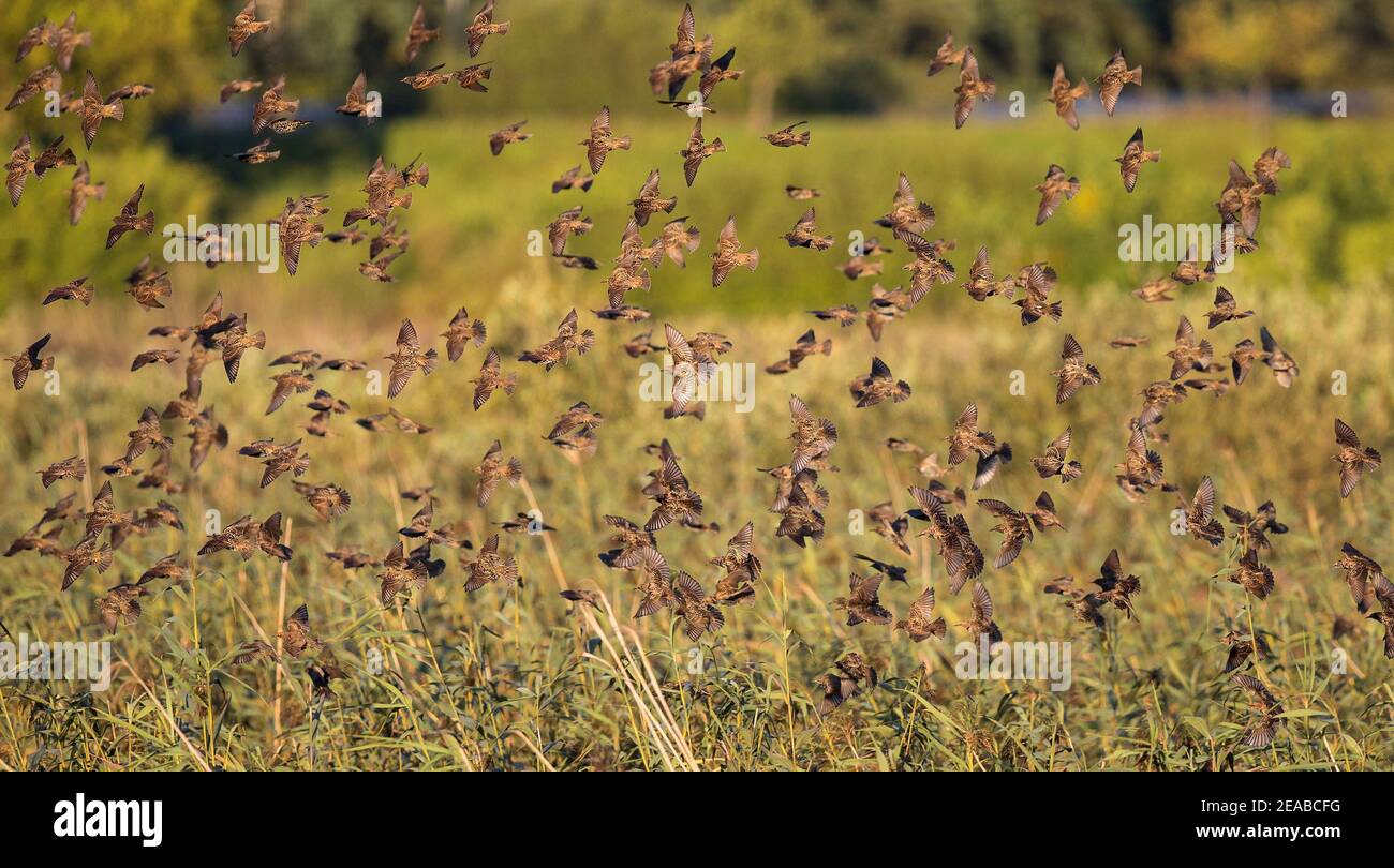 European Starling (Sturnus vulgaris) murmuration of big flock flying and landing at roost in reeds, Brandenburg, Germany Stock Photo