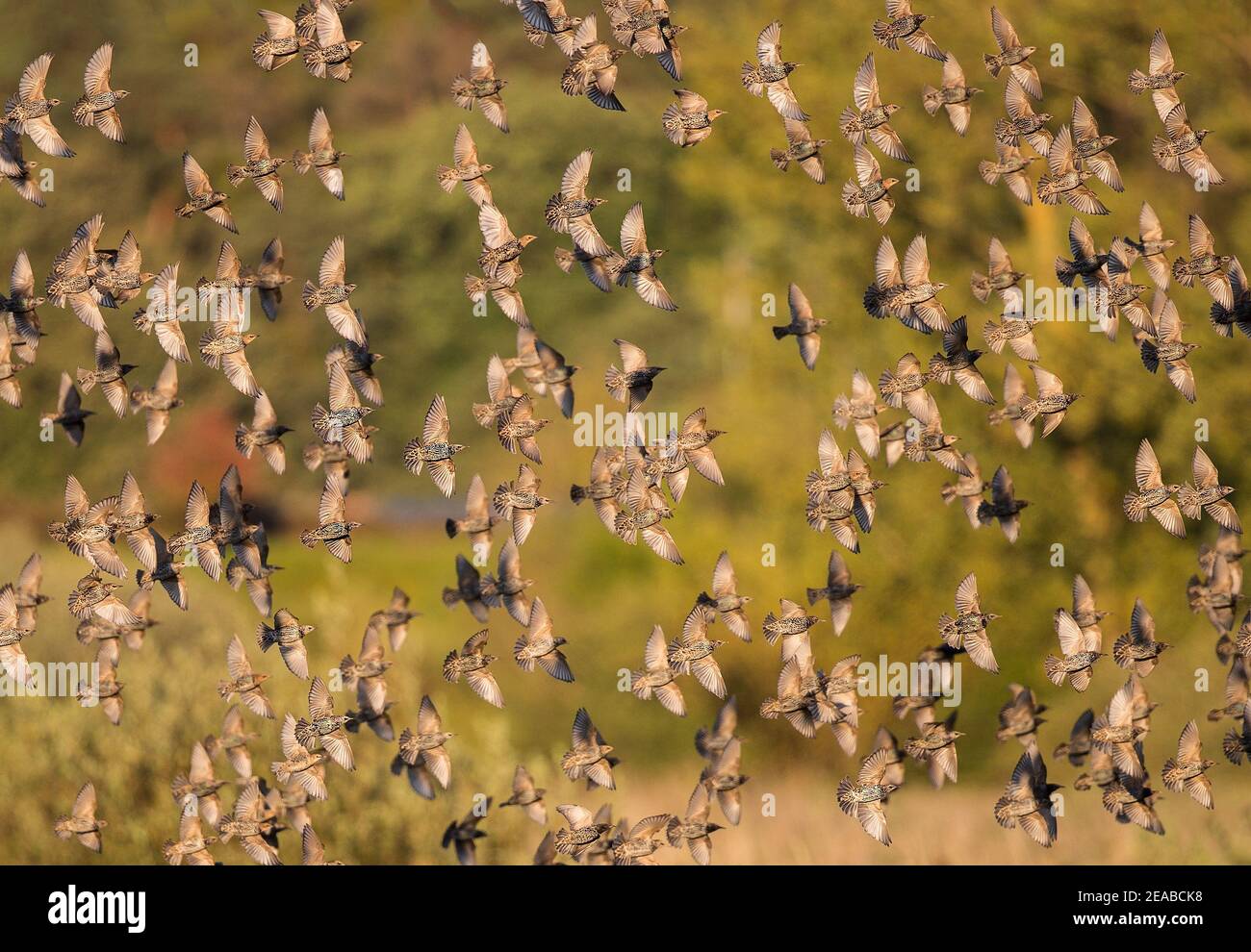 European Starling (Sturnus vulgaris) murmuration of big flock flying and landing at roost in reeds, Brandenburg, Germany Stock Photo