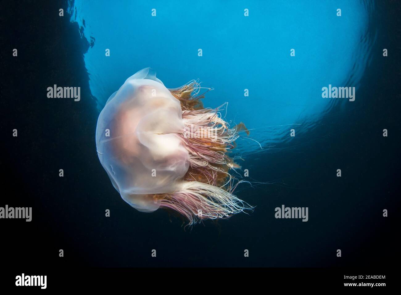 Yellow hair jellyfish or lion's mane jellyfish (Cyanea capillata), Reykjavík, Faxafloi Bay, Iceland, North Atlantic Stock Photo