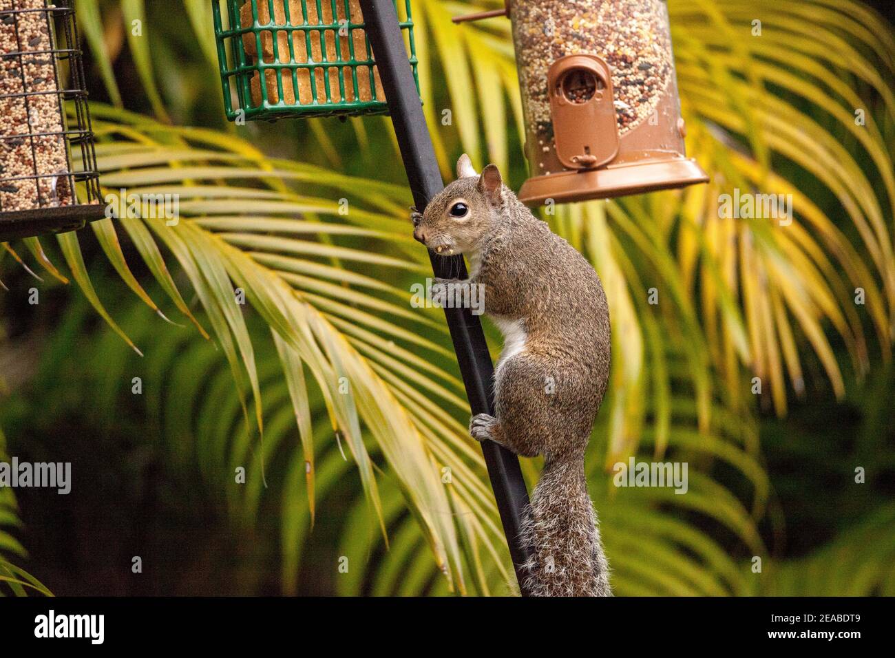 Eastern gray squirrel Sciurus carolinensis hangs from a birdfeeder to