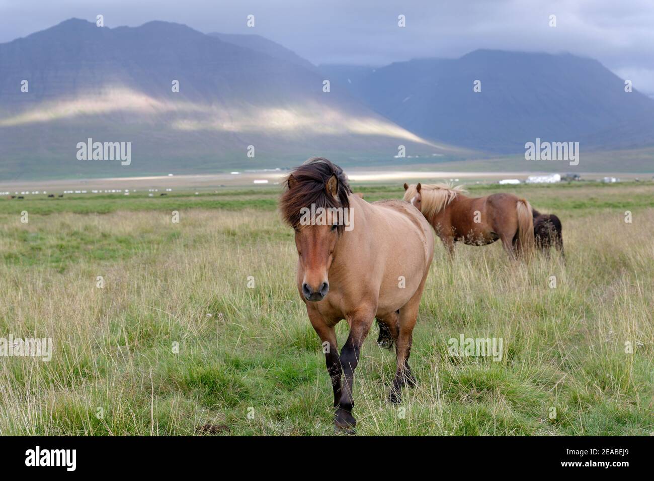 Icelandic horses (Equus ferus caballus), dun, litla a, Akureyri, northern Iceland Stock Photo