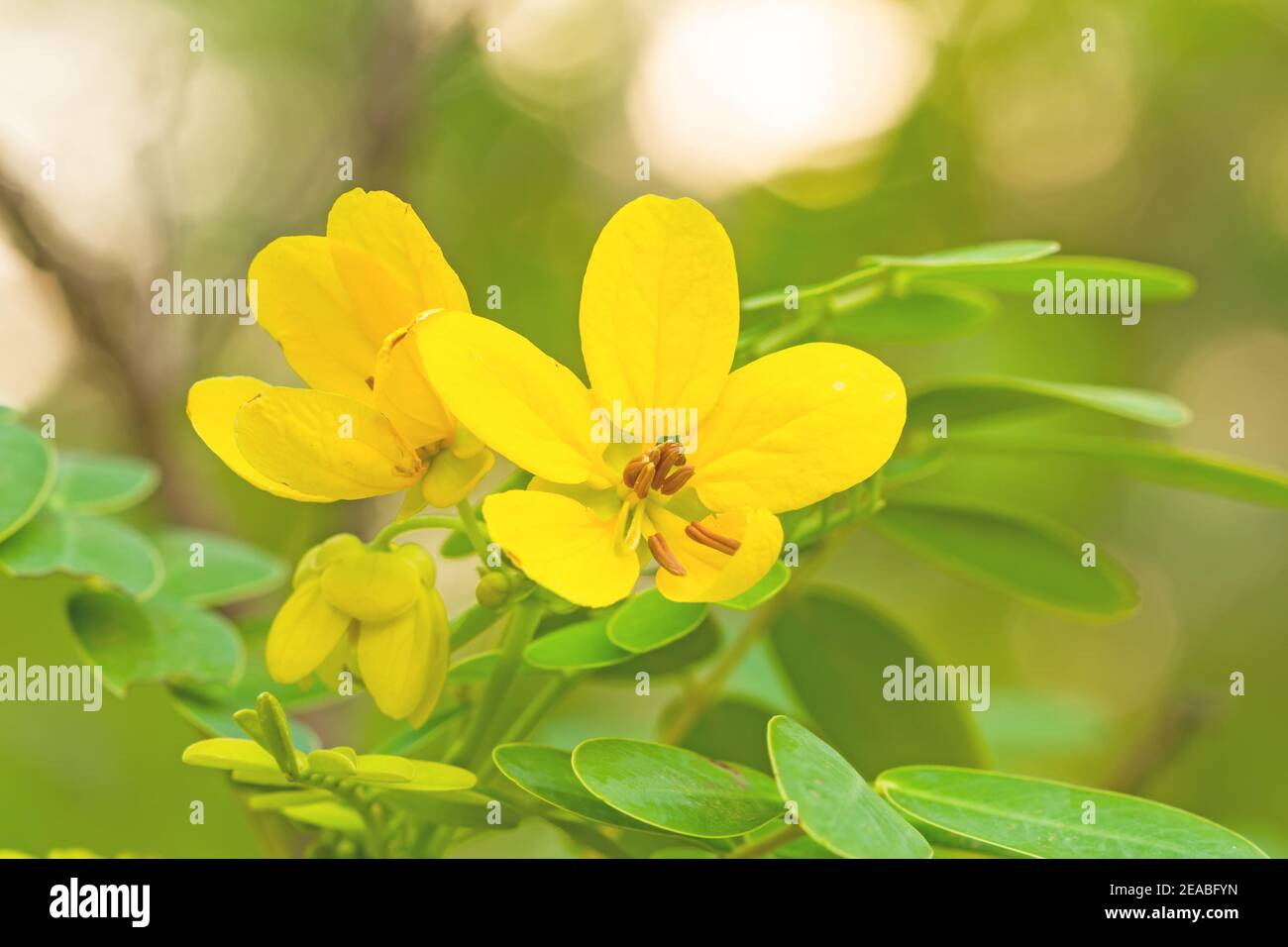 Closed up yellow flower American Cassia or Golden Wonder Stock Photo