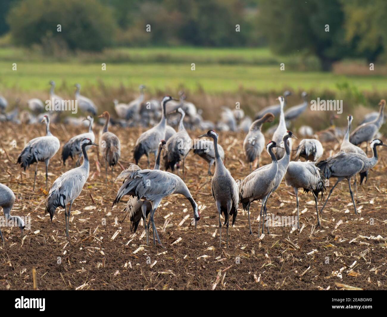 Cranes foraging in a harvested field, Eurasischer Kranich, Grauer Kranich, Grus grus Stock Photo