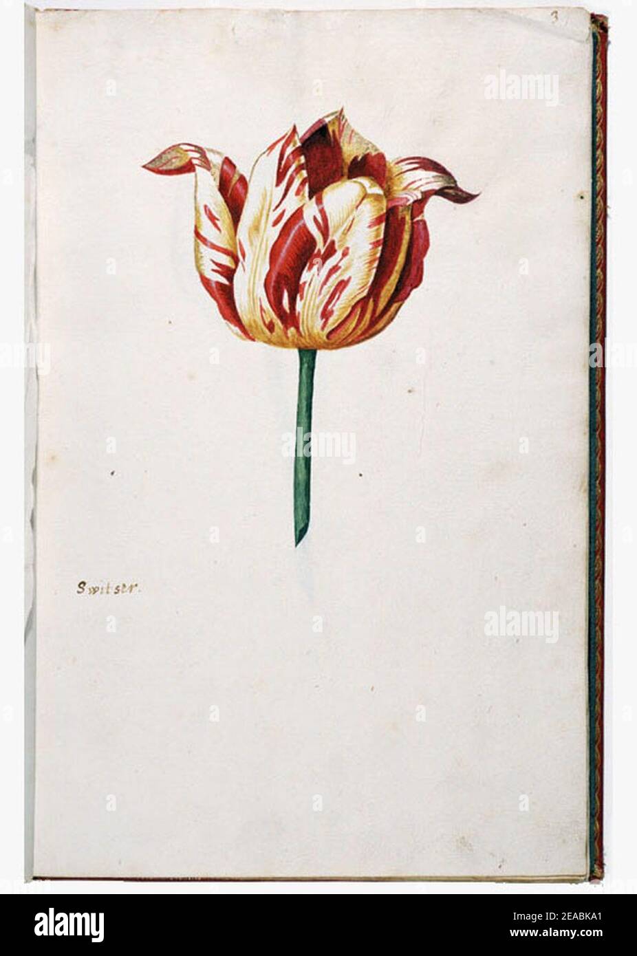 NEHA tulip book p.003 Switsers. Stock Photo