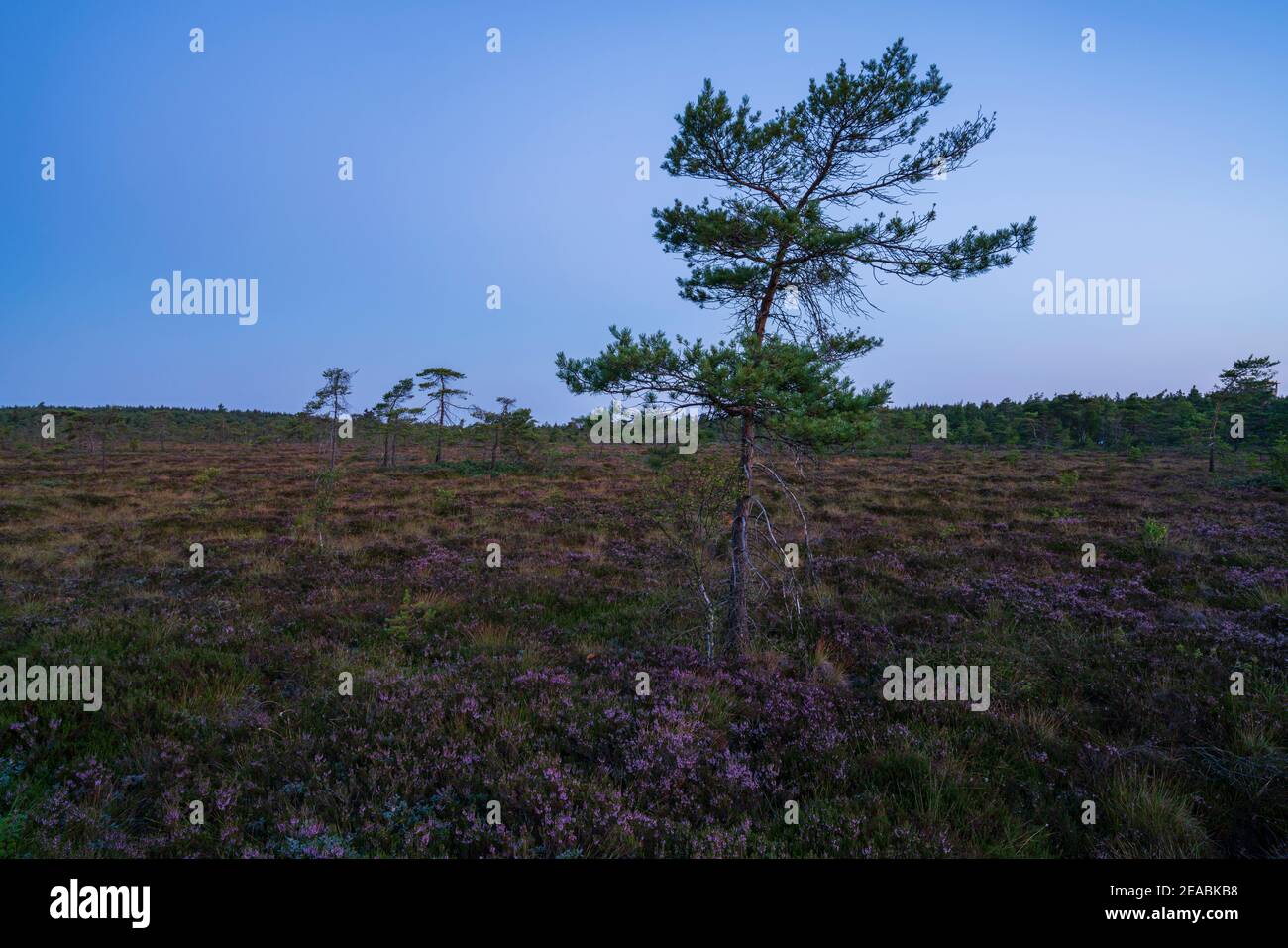 The nature reserve 'Schwarzes Moor' in the morning light, Rhoen Biosphere Reserve, Lower Franconia, Franconia, Bavaria, Germany Stock Photo