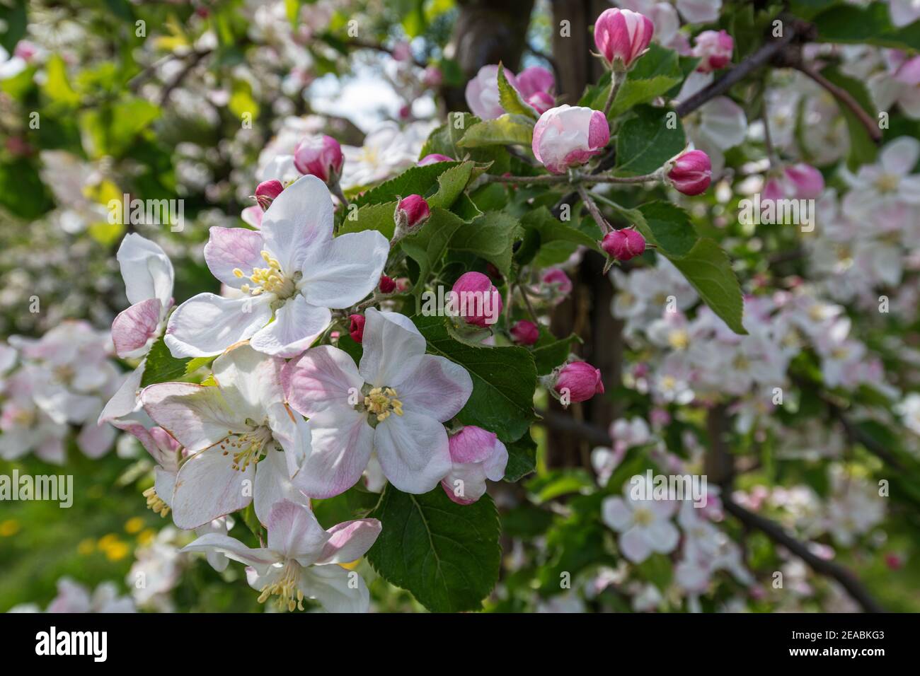 Blossoms, buds, apple blossom, close, blur, at Steinkirchen, Old Country, Stade district, Lower Saxony, Stock Photo