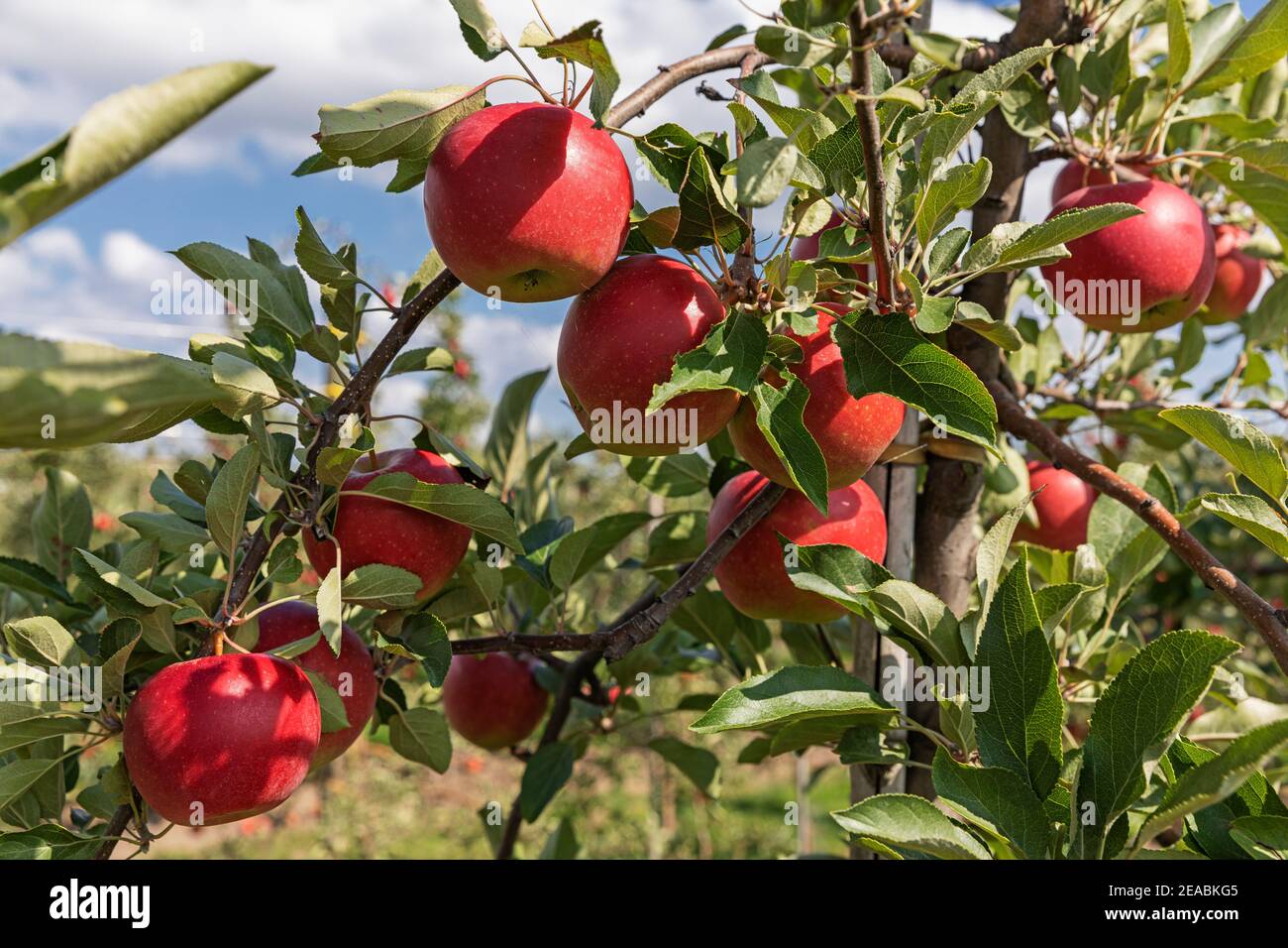 Apple tree, red apples, close, at Borstel, Altes Land, Stade district, Lower Saxony, Stock Photo