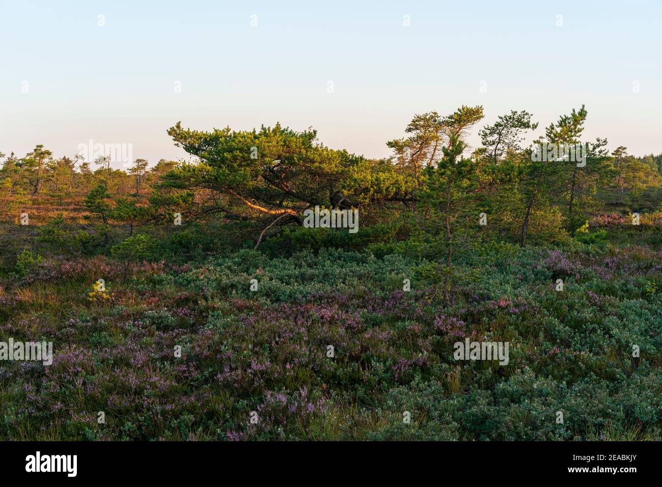 The nature reserve 'Schwarzes Moor' in the morning light, Rhoen Biosphere Reserve, Lower Franconia, Franconia, Bavaria, Germany Stock Photo