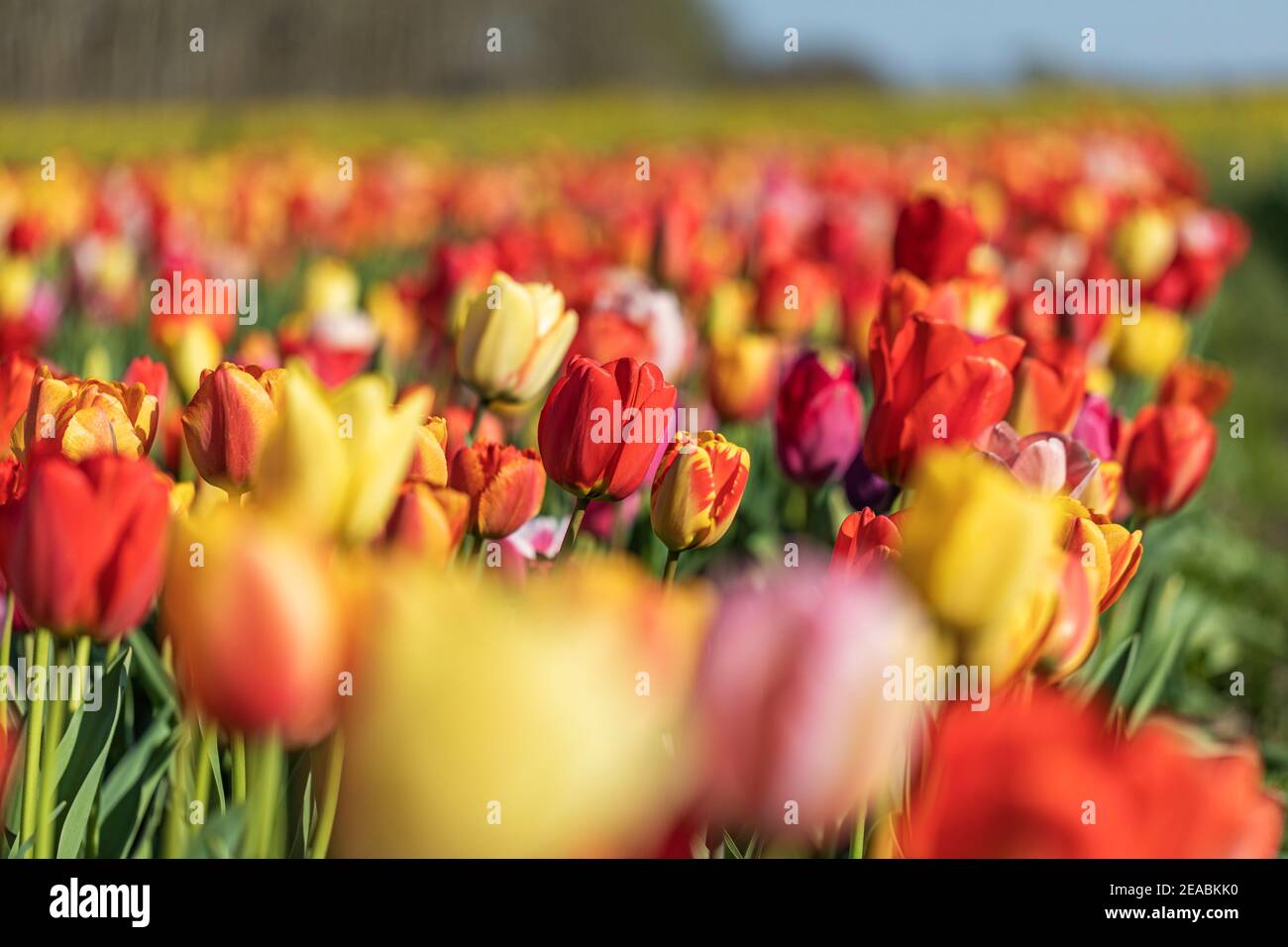 Tulip field, near Bremervörde, Rotenburg district, Lower Saxony, Stock Photo