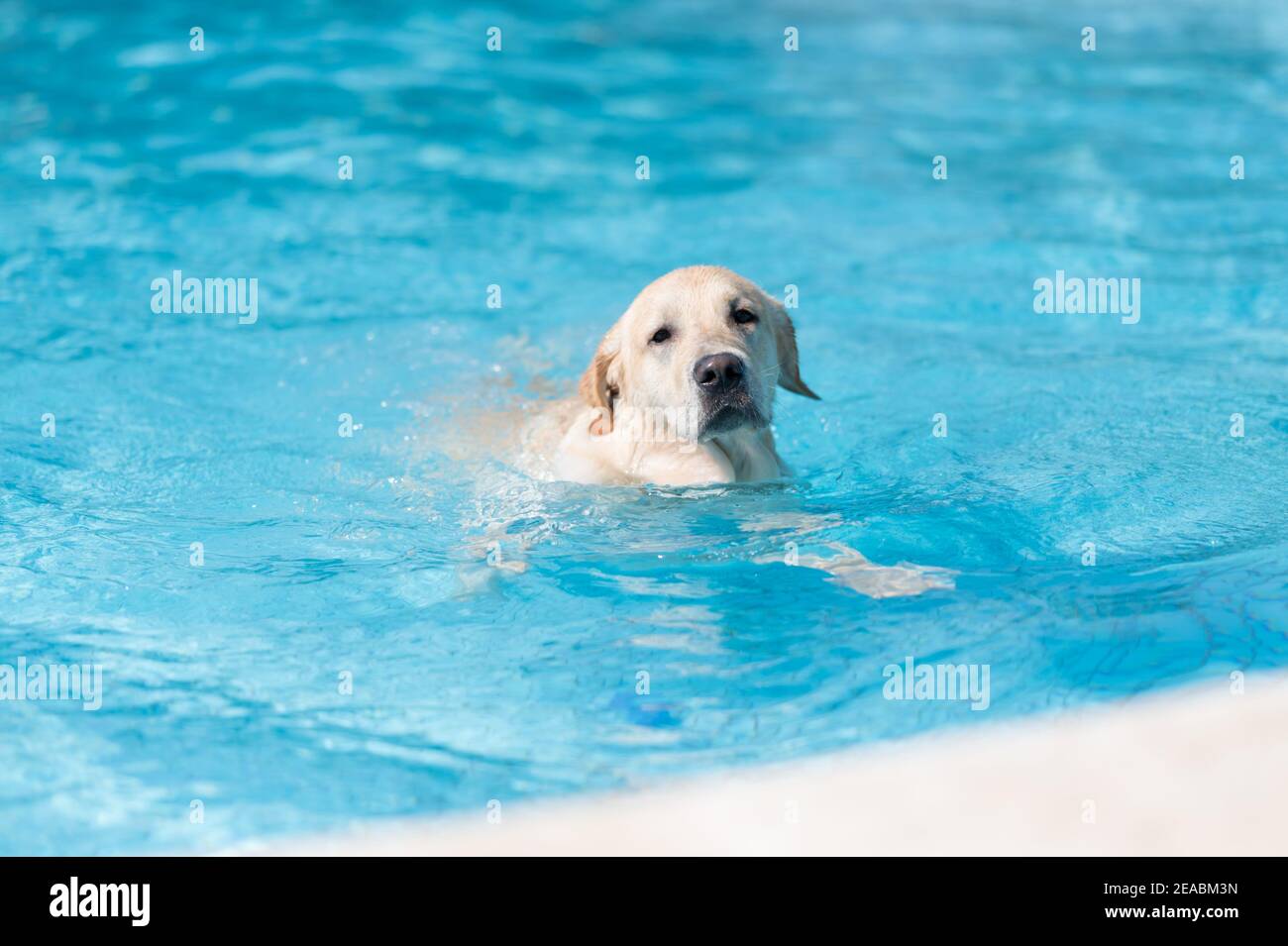 Labrador retriever swimming in the pool Stock Photo Alamy