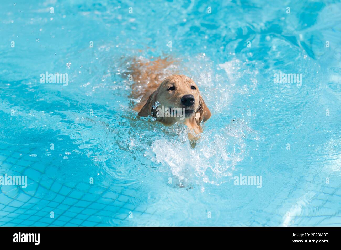 Labrador retriever swimming in the pool Stock Photo Alamy