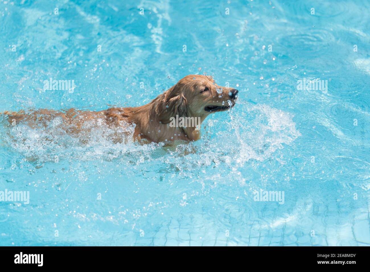 Labrador retriever swimming in the pool Stock Photo Alamy