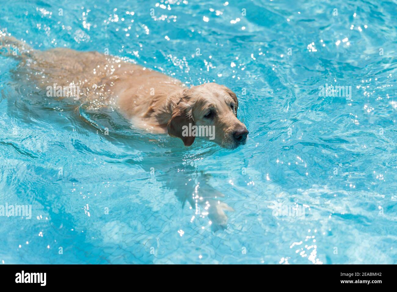 Labrador retriever swimming in the pool Stock Photo Alamy