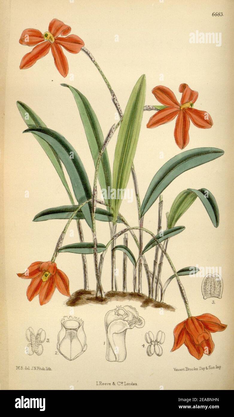 Neocogniauxia monophylla (as Laelia monophylla) - Curtis' 109 (Ser. 3 no. 39) pl. 6683 (1883). Stock Photo