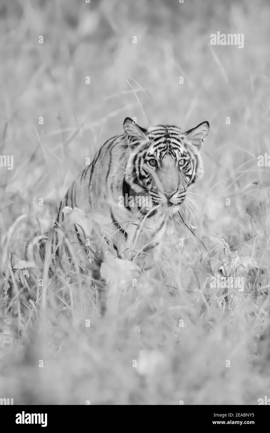 Subcontinent Black And White Stock Photos Images Alamy Subcontinent Black And White Stock Photos Images Alamy