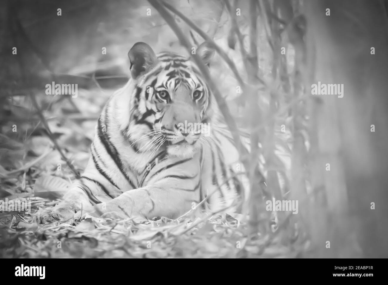 Subcontinent Black And White Stock Photos Images Alamy Subcontinent Black And White Stock Photos Images Alamy