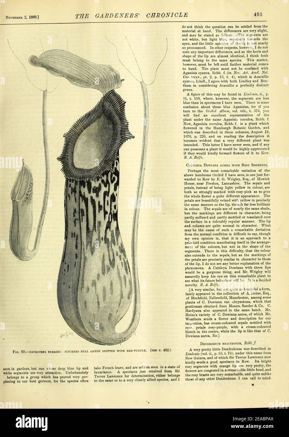 Nepenthes burkei - The Gardeners' Chronicle (1889). Stock Photo