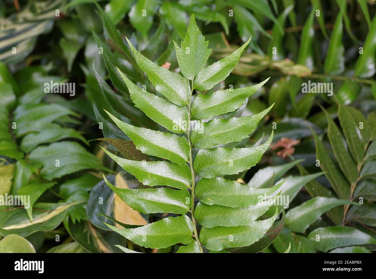 The green leaves of Cyrtomium plants from Southeast Asia Stock Photo