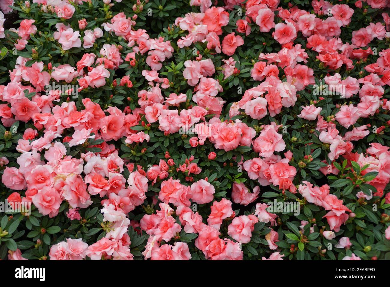 The spread of beautiful light pink flowers of Hybrid Azalea 'Rozalea' Stock Photo