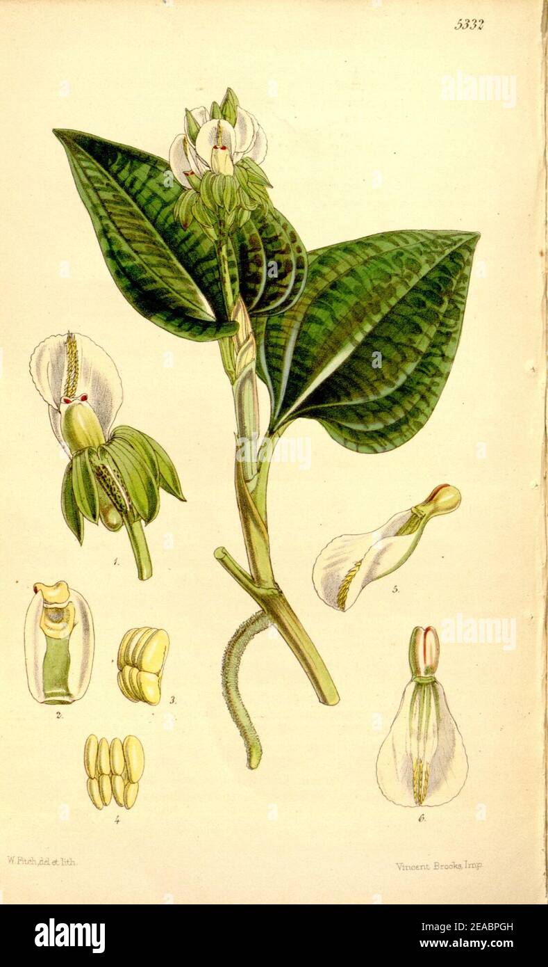 Nephelaphyllum pulchrum (spelled Nephalaphyllum pulchrum) - Curtis' 88 (Ser. 3 no. 18) pl. 5332 (1862). Stock Photo