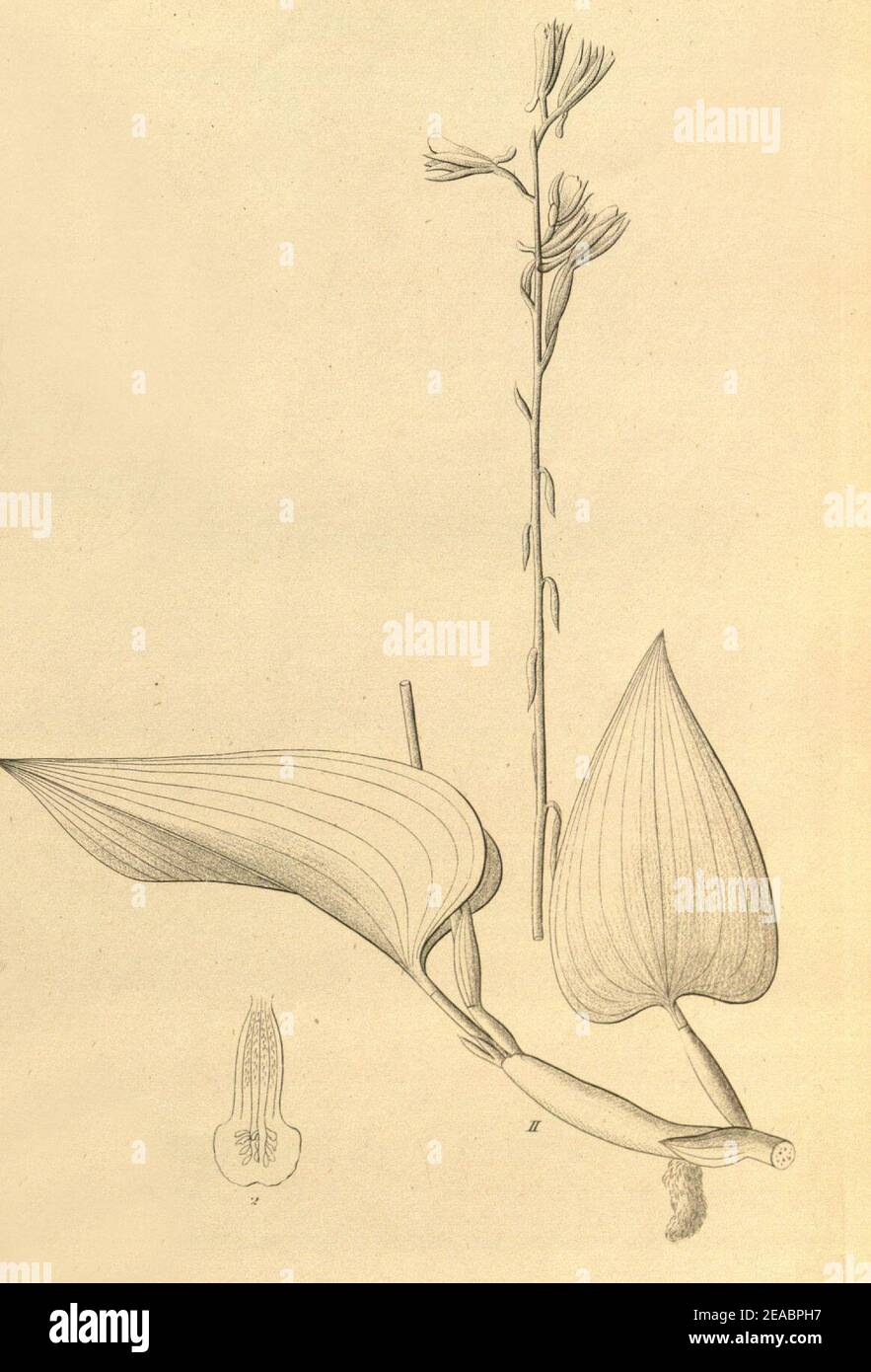 Nephelaphyllum pulchrum-Nephelaphyllum tenuiflorum - Xenia 1-88 (1858) - cropped II. Stock Photo
