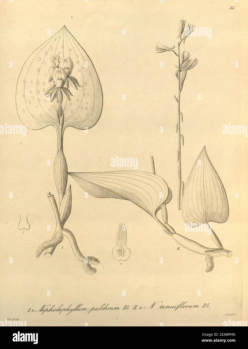 Nephelaphyllum pulchrum-Nephelaphyllum tenuiflorum - Xenia 1-88 (1858). Stock Photo