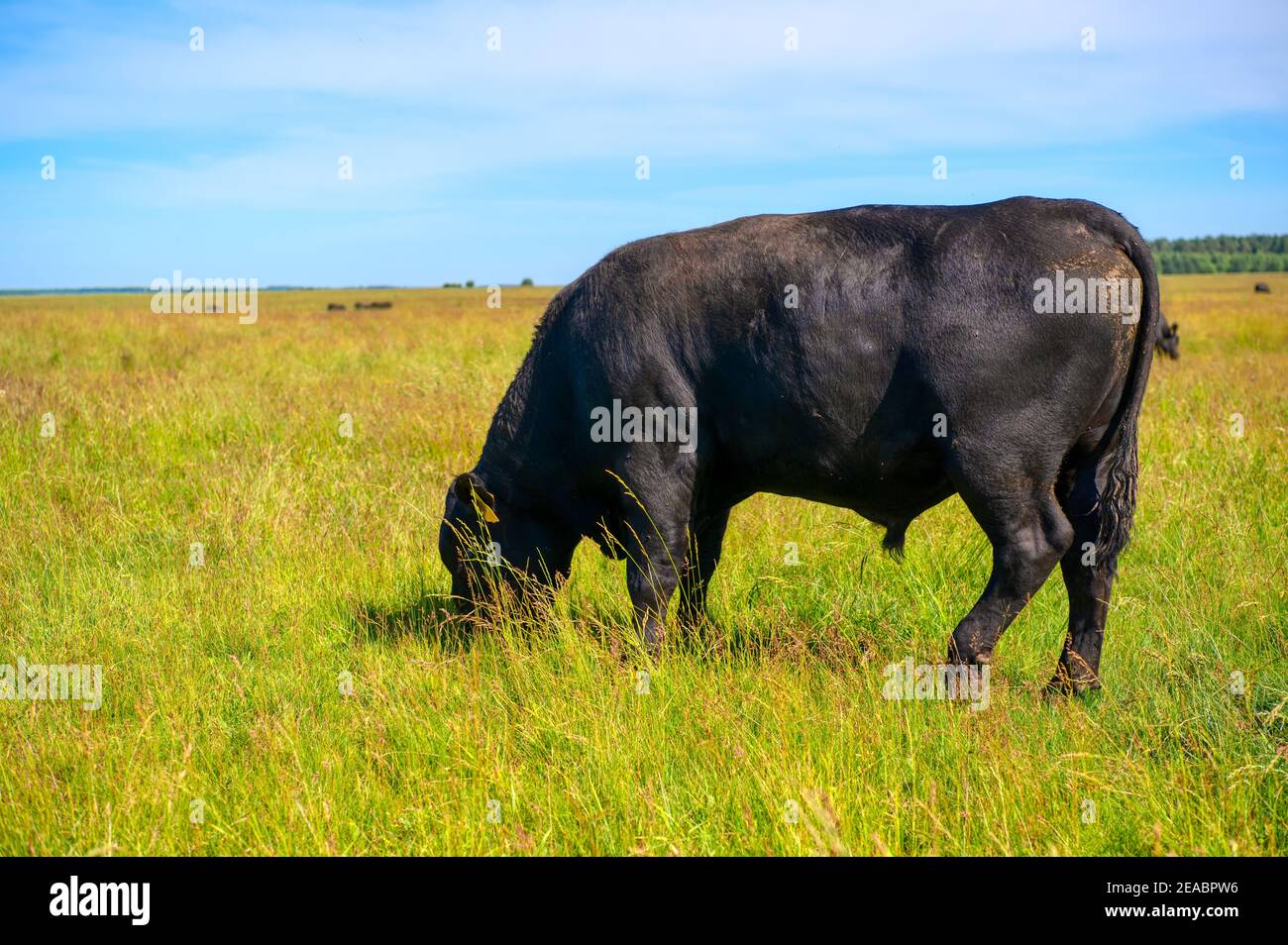 A black angus bull stands on a green grassy field Stock Photo Alamy