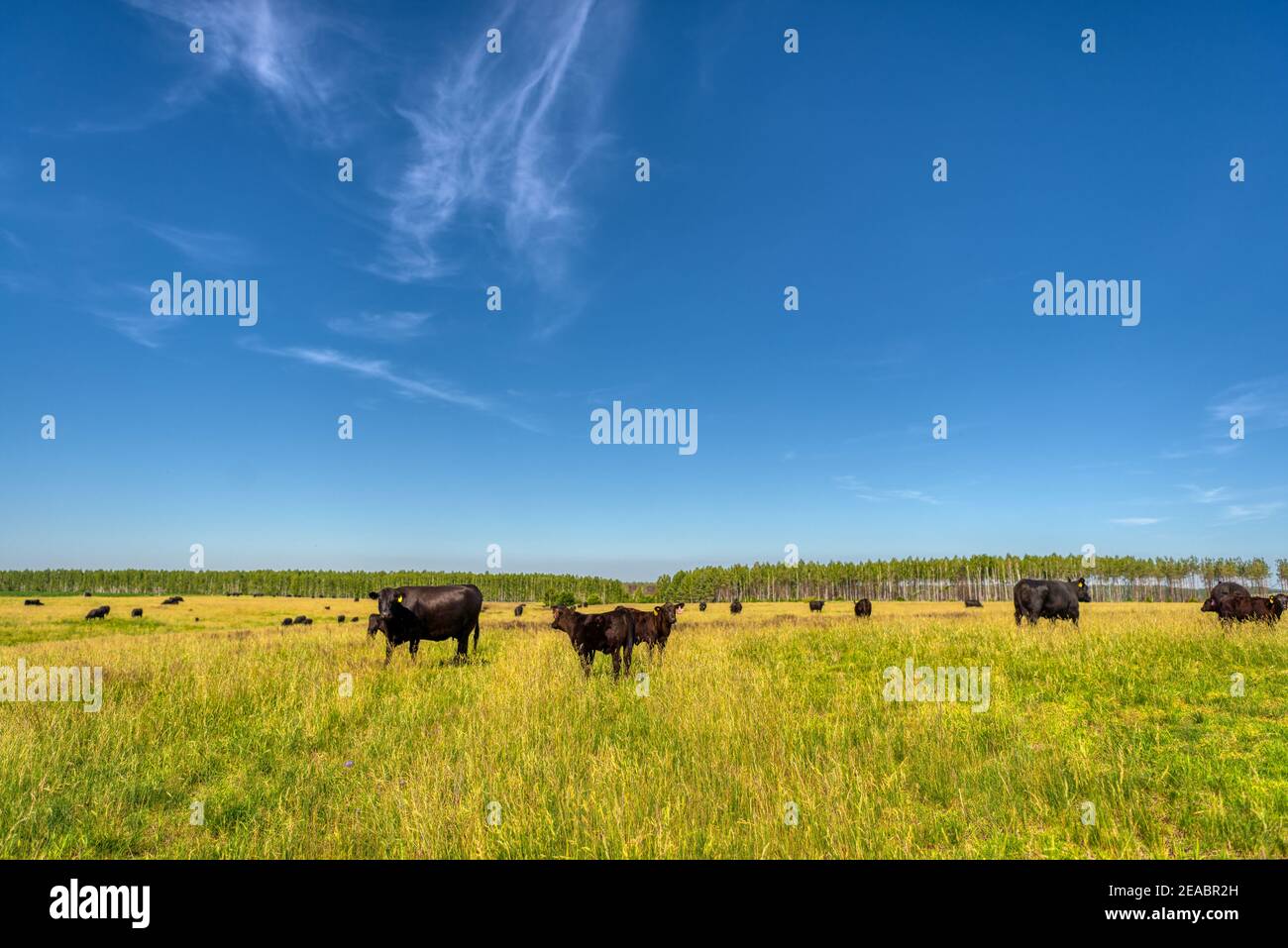 Black Angus cows graze on a green grass field Stock Photo - Alamy