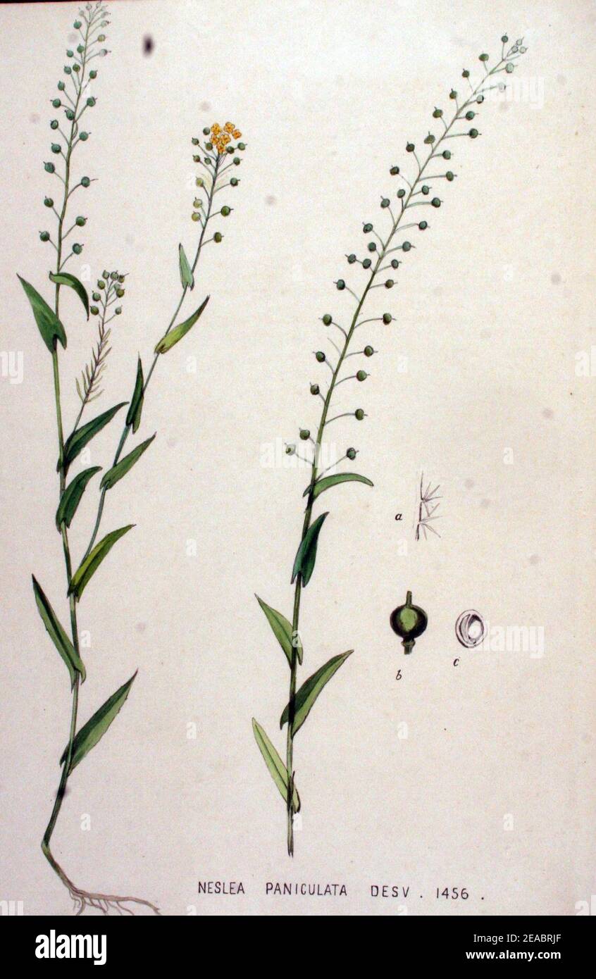 Neslia paniculata — Flora Batava — Volume v19. Stock Photo