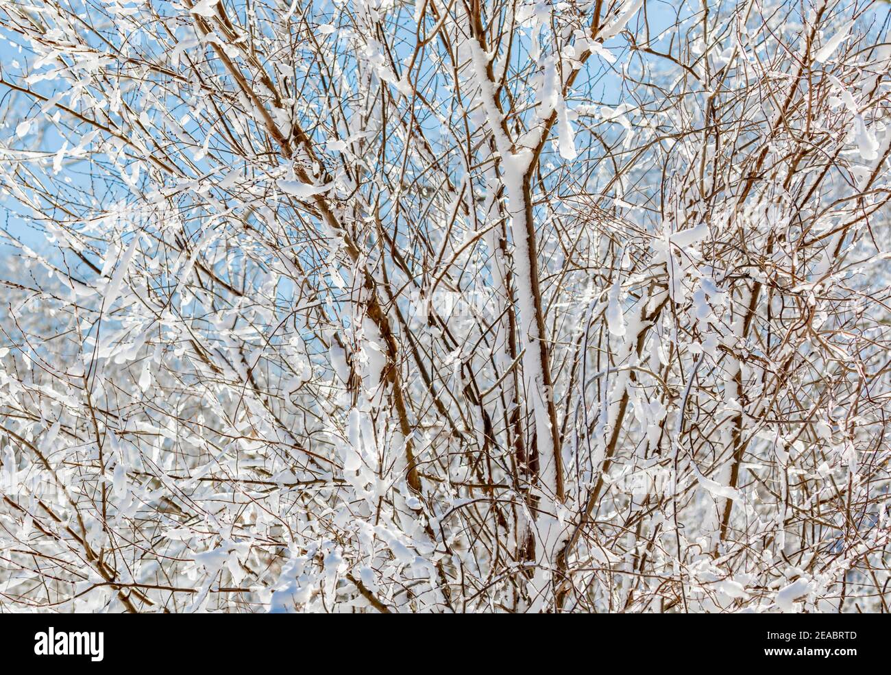 snow covered trees Stock Photo Alamy
