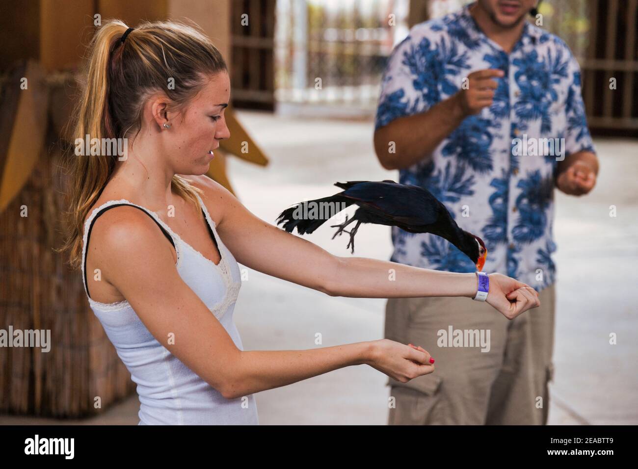A young woman holds an exotic bird at the Parrot Bowl show at Jungle Island in Miami, Florida. Stock Photo