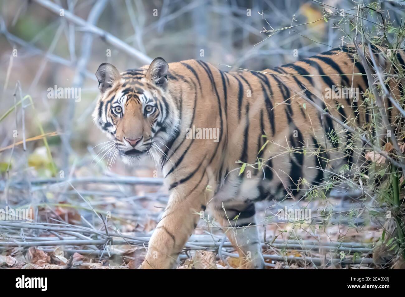 Bengal tiger (Panthera tigris tigris) is found on the Indian