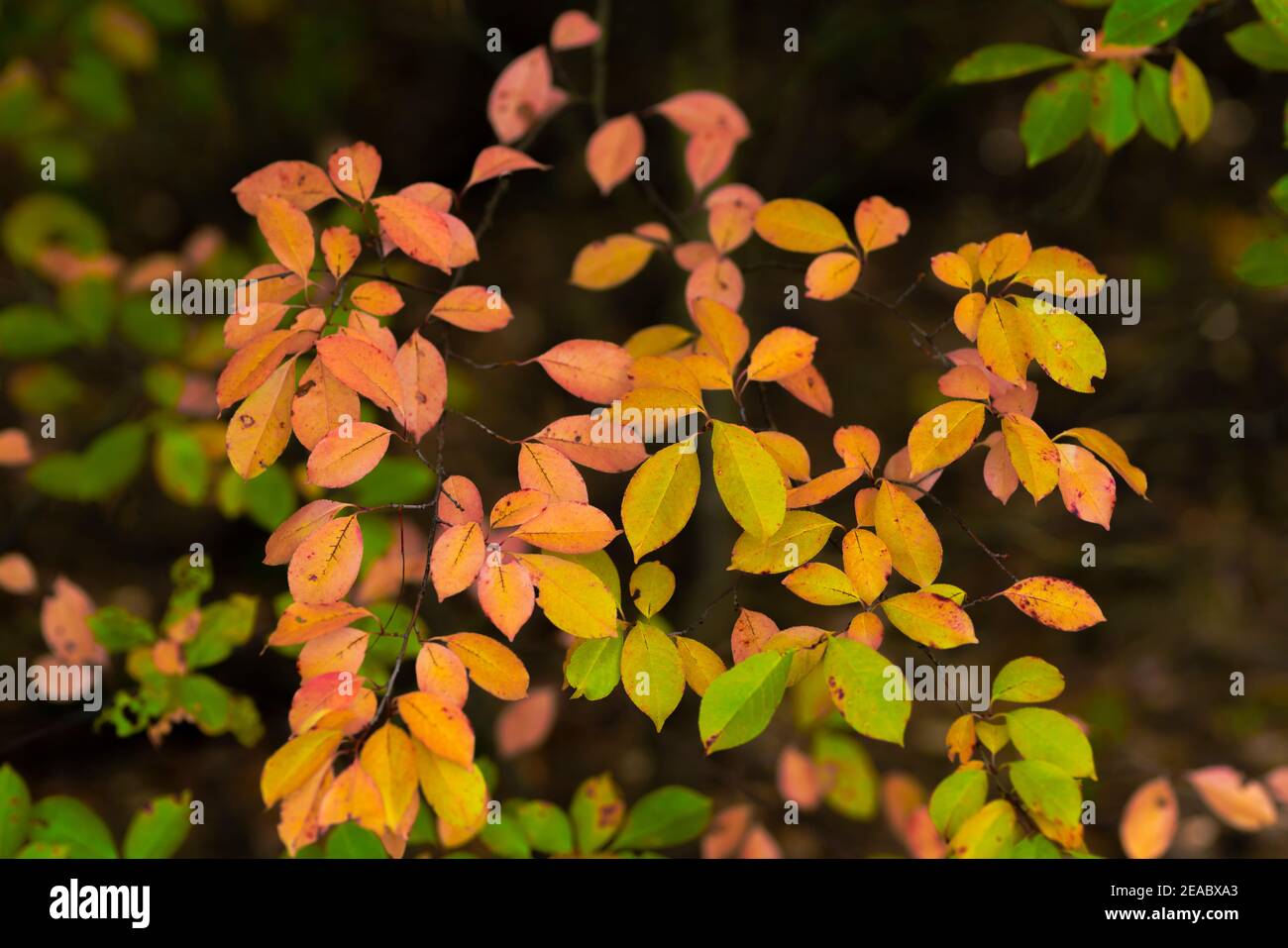 Deciduous Tree In Autumn In The Forest Autumn coloured Leaves Stock deciduous-tree-in-autumn-in-the-forest-autumn-coloured-leaves-stock