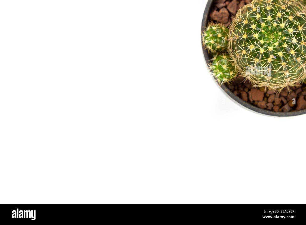 small cactus houseplant in pot on white background Stock Photo - Alamy